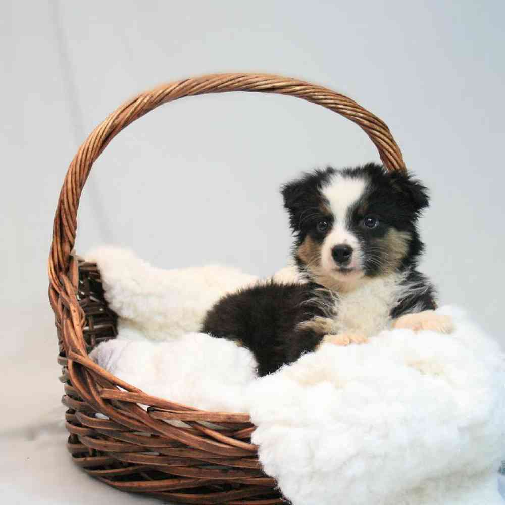Toy Australian Shepherd  image