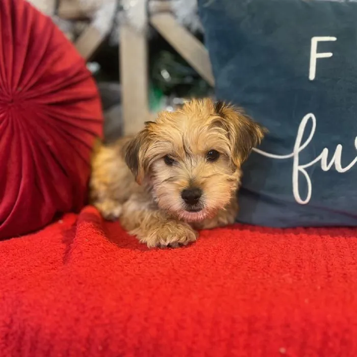 Male Yorkie Ton Puppy for Sale in Blue Springs, MO