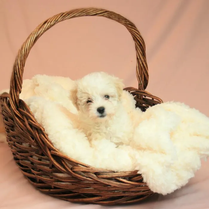 Female Havapoo Puppy for sale