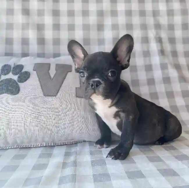 Male Frenchton Puppy for sale
