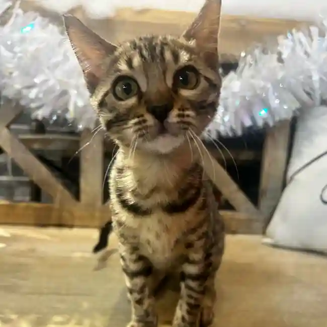 Bengal image