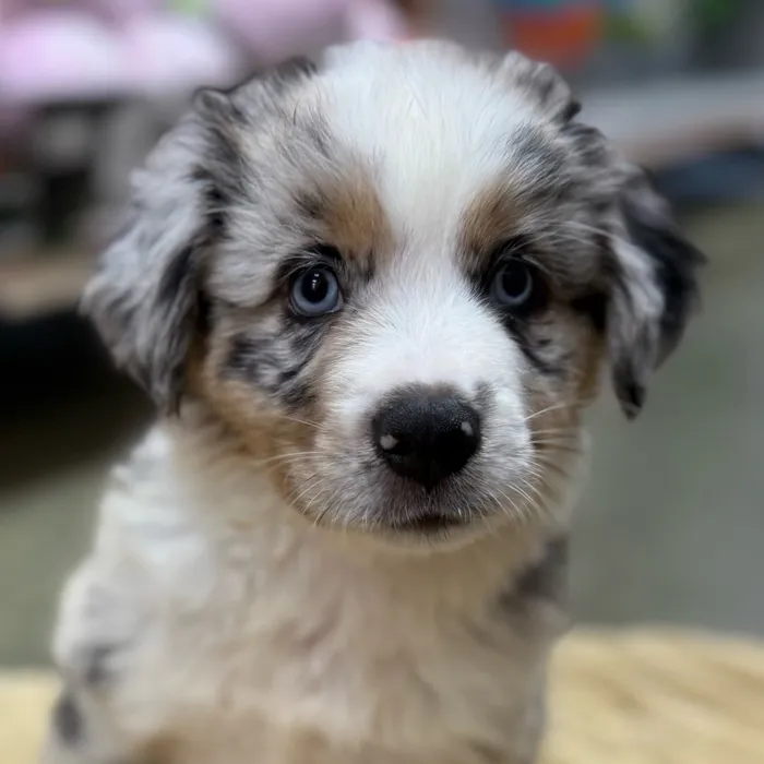 Miniature Australian Shepherd image