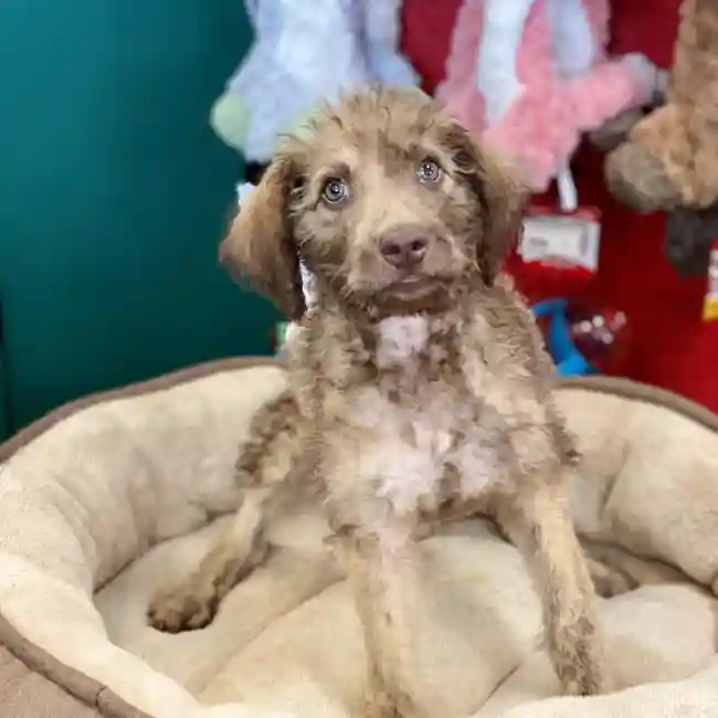 Female ChesaDoodle Puppy for sale