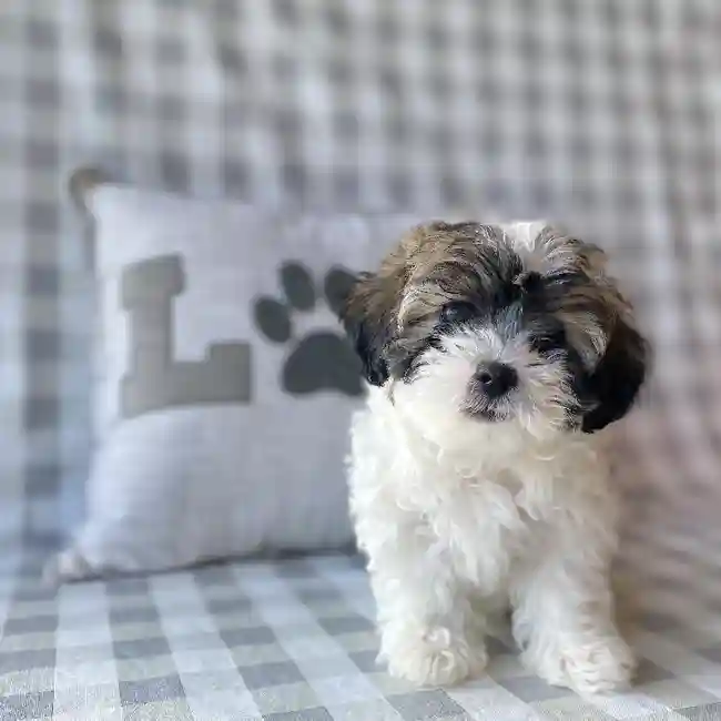 Female Teddy-Poo Puppy for sale