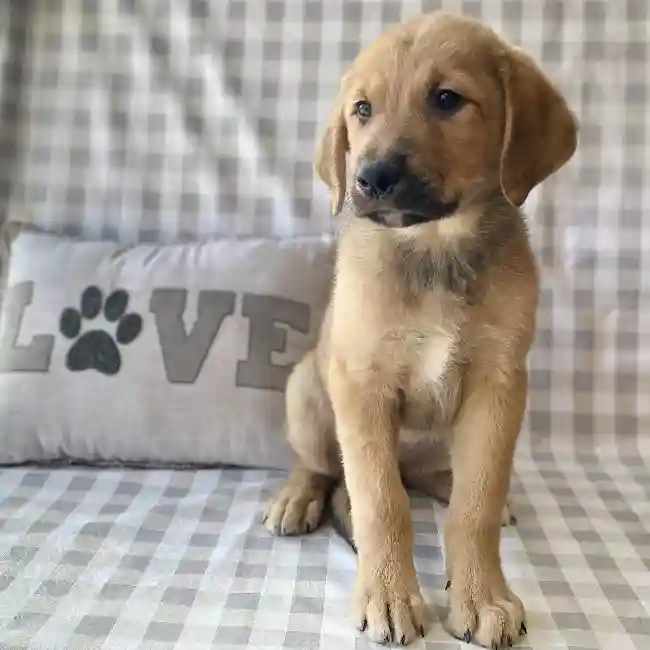 Male Great Pyrenees-Rottweiler Puppy for sale