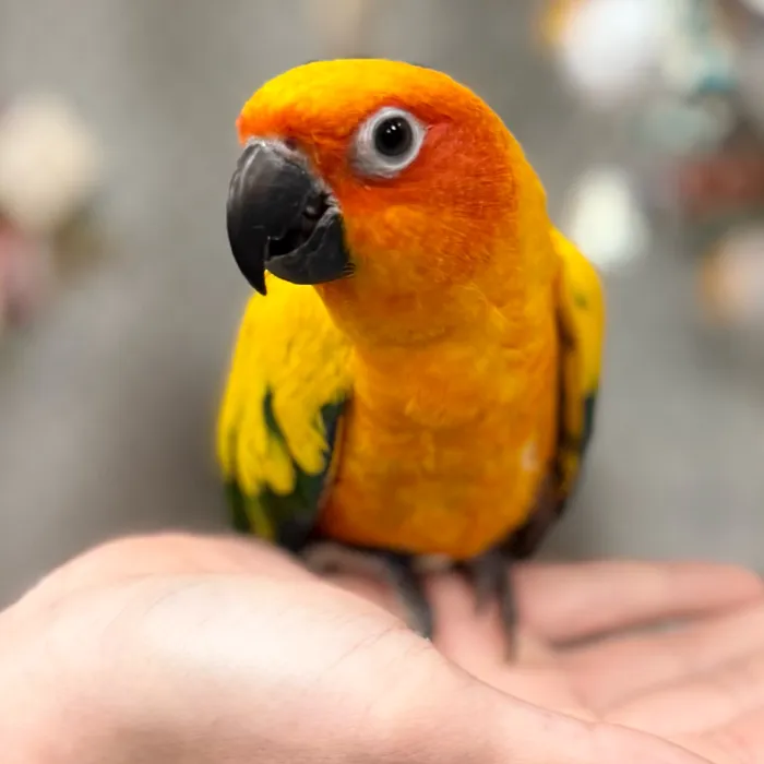 Sun Conure image