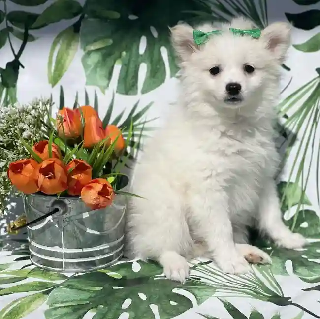 Female Pom-Eskimo Puppy for sale