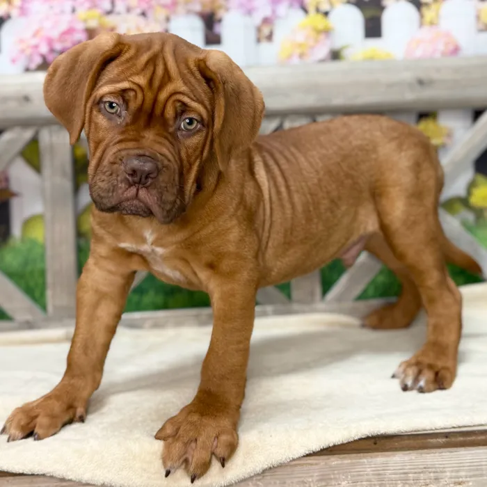Male Dogue De Bordeaux puppy named Westley for sale at Petland North Kansas.