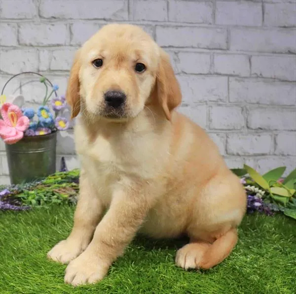 Female Golden Retriever puppy for sale at Petland Blue Springs.