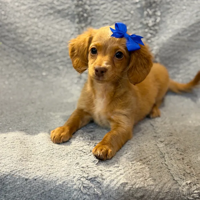 Female Dachshund puppy named War for sale at Petland North Kansas.