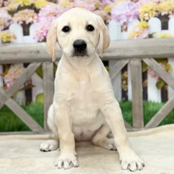 Female Labrador Retriever puppy named Lucy for sale at Petland Blue Springs.