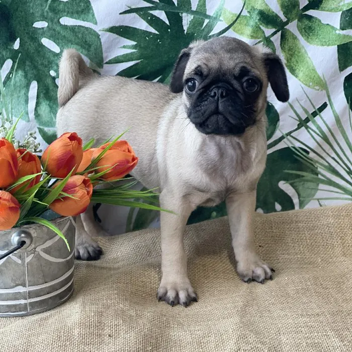 Male Pug Puppy for sale