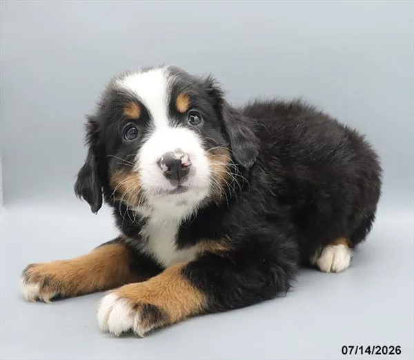 Male Bernese Mountain Dog puppy for sale at Petland Blue Springs.
