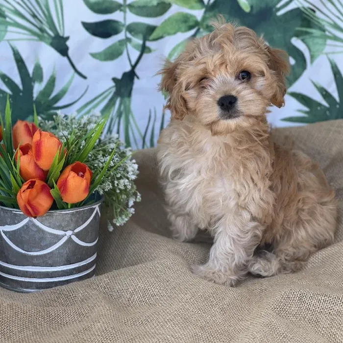 Male Cavachon Puppy for sale