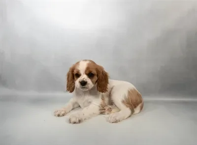 Female Cavalier King Charles Spaniel puppy for sale at Petland North Kansas.