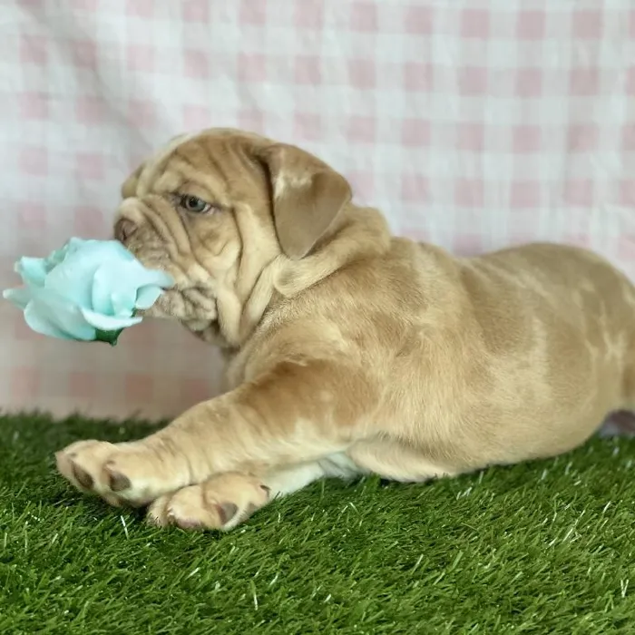 Male English Bulldog Puppy for sale