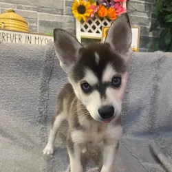 Male Alaskan Klee Kai puppy named Barkley for sale at Petland North Kansas.