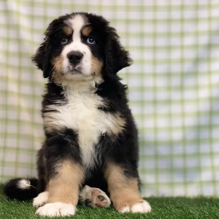 Male Bernese Mountain Dog Puppy for sale