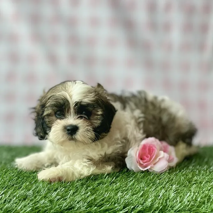 Female Shipoo Puppy for sale