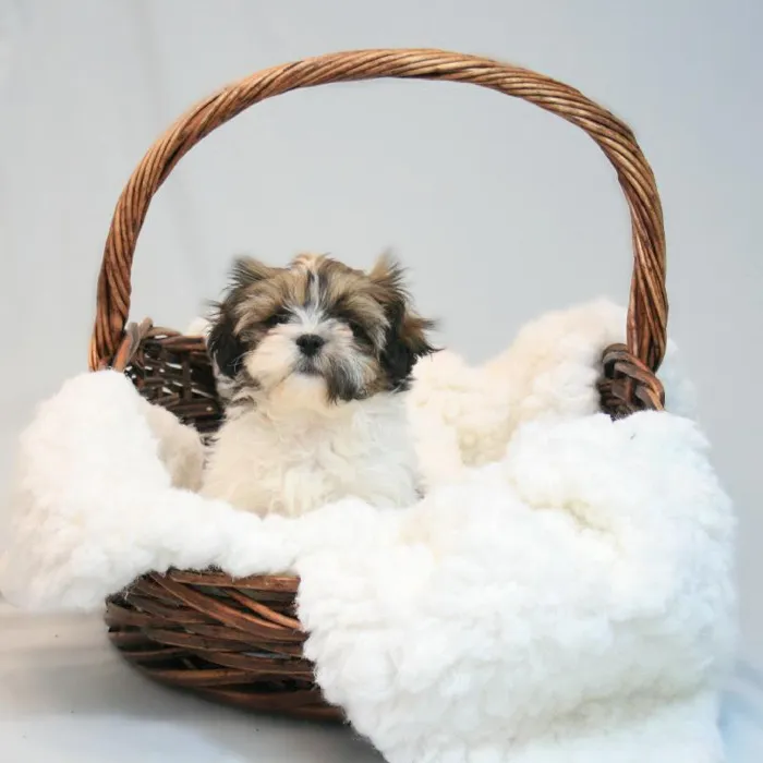 Female Shih Tzu Puppy for sale