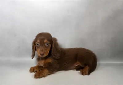 Female Dachshund puppy named Rachel for sale at Petland North Kansas.