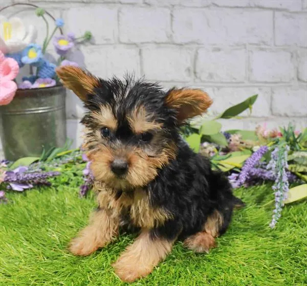 Female Yorkie puppy for sale at Petland Blue Springs.