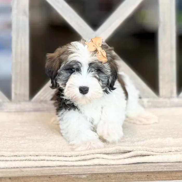 Female Havanese puppy named Taylor for sale at Petland North Kansas.