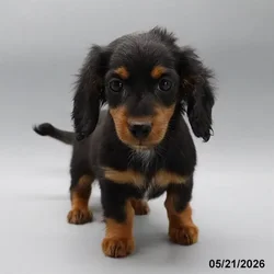 Female Dachshund puppy named Gamora for sale at Petland Blue Springs.