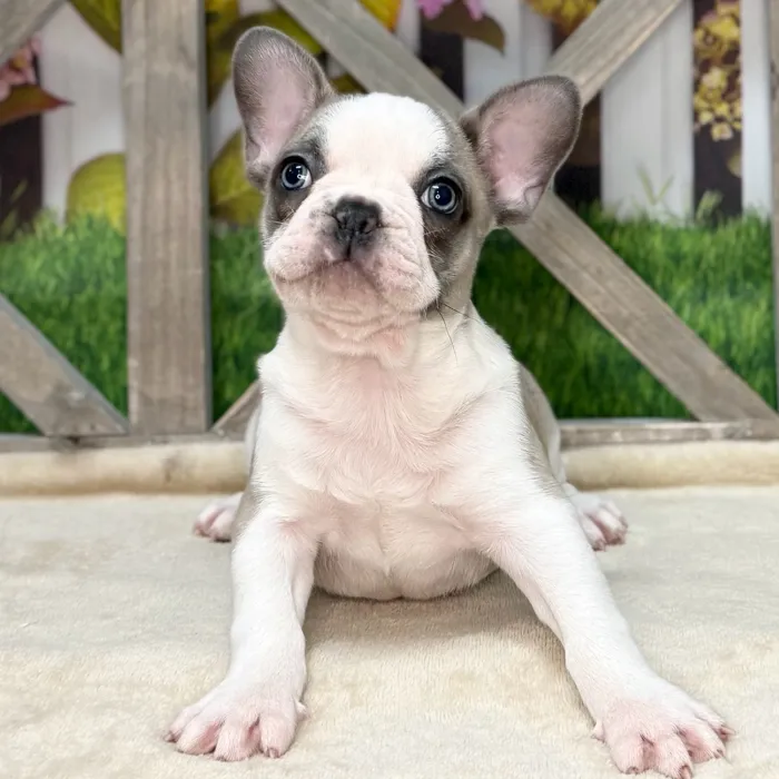 Female French Bulldog puppy named Wonder Women for sale at Petland North Kansas.