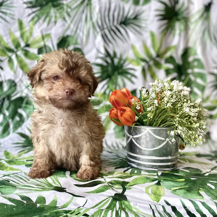 Male Havanese Puppy for sale