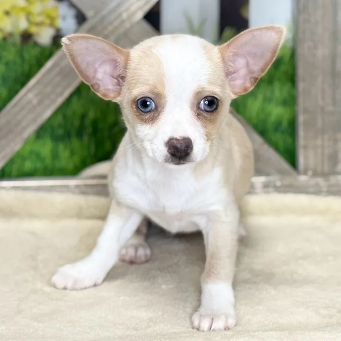 Female Chihuahua puppy named Madi for sale at Petland North Kansas.