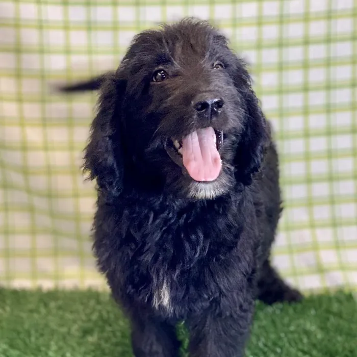 Male Goldendoodle Puppy for sale
