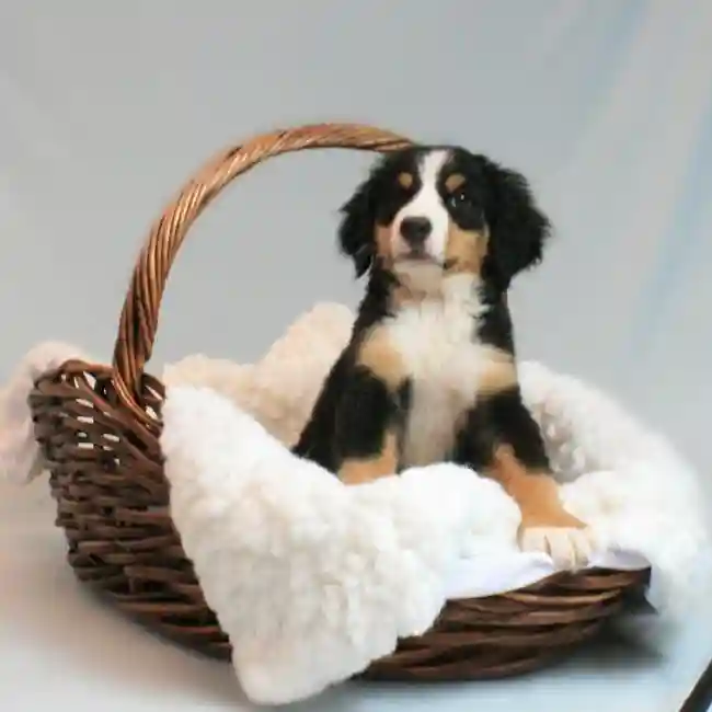 Female Bernese Mountain Dog Puppy for sale