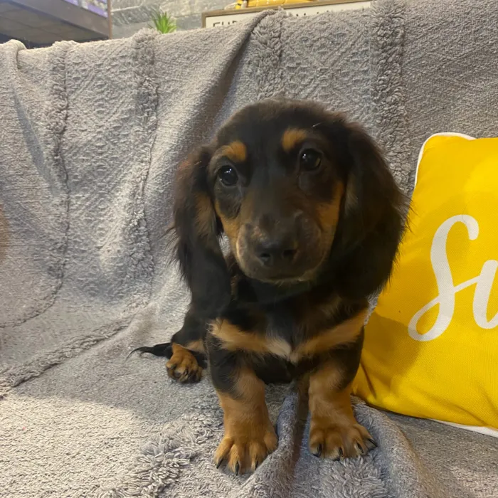 Male Dachshund puppy named Ken for sale at Petland North Kansas.