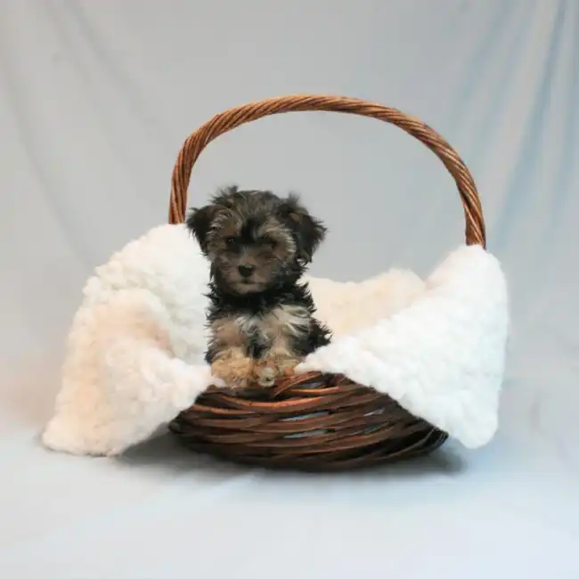 Male Morkie Puppy for sale