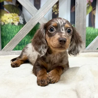 Female Dachshund puppy named Churro for sale at Petland North Kansas.