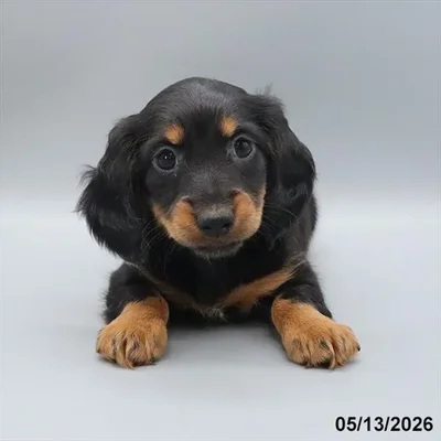 Female Dachshund puppy for sale at Petland North Kansas.