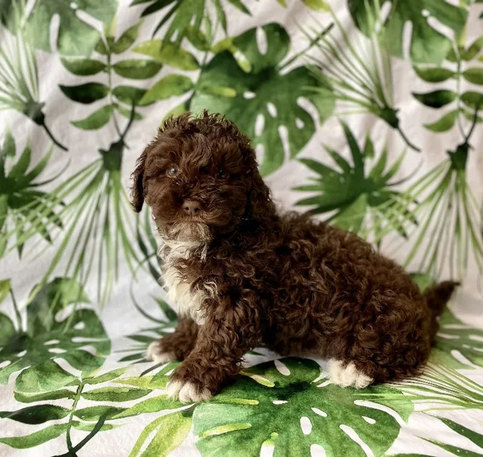 Male Shipoo Puppy for sale