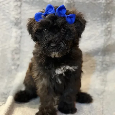 Female Mini Woodle puppy named Velma for sale at Petland North Kansas.