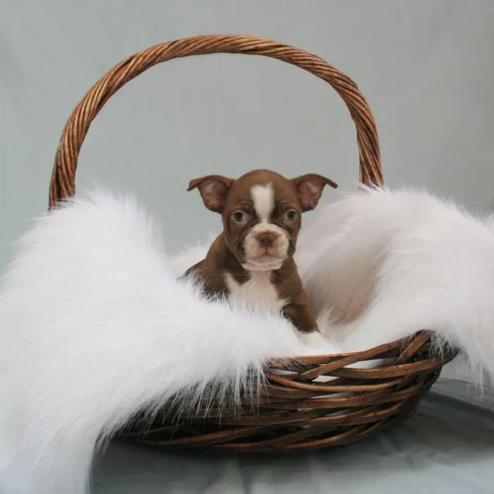 Male Boston Terrier Puppy for sale