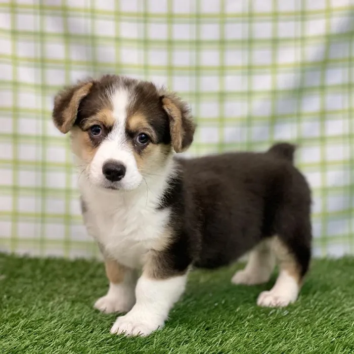 Female Pembroke Welsh Corgi Puppy for sale
