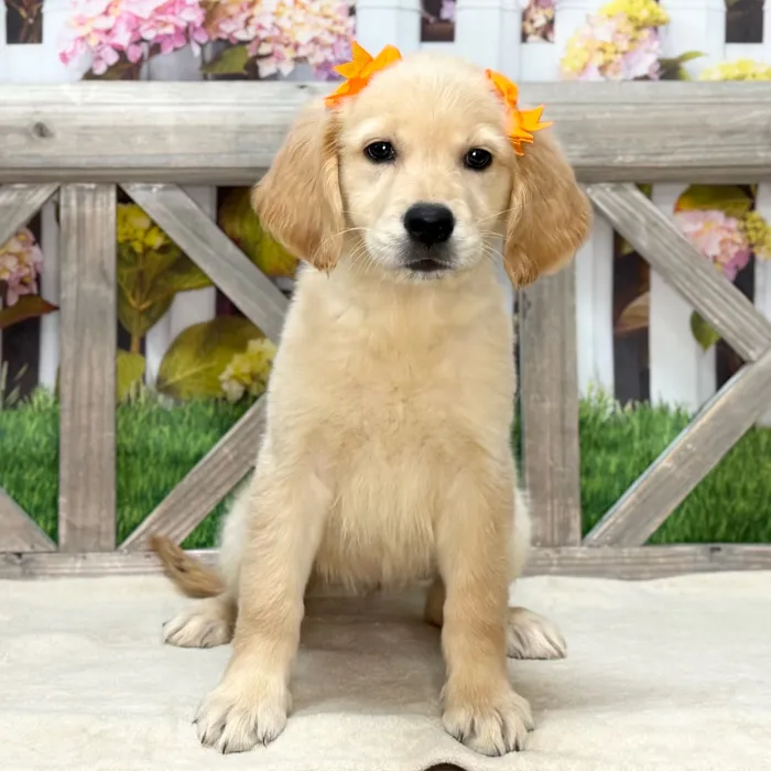 Female Golden Retriever puppy named Lilo for sale at Petland North Kansas.