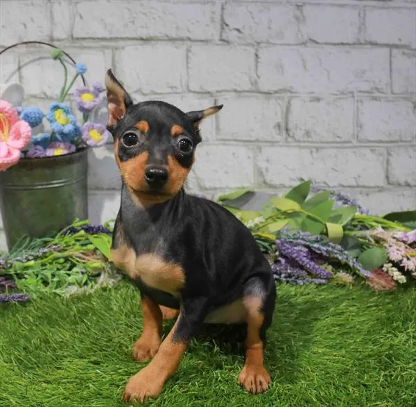 Female Min Pin puppy for sale at Petland Blue Springs.