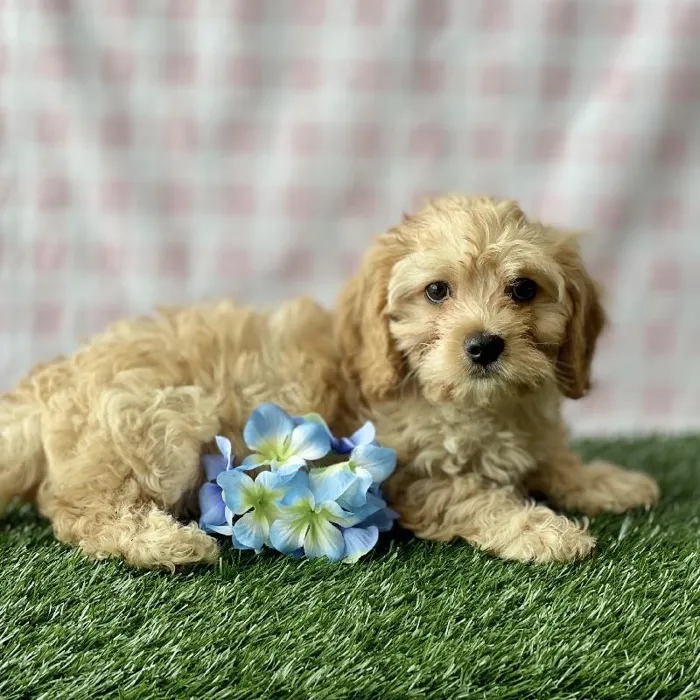 Male Cavapoo Puppy for sale