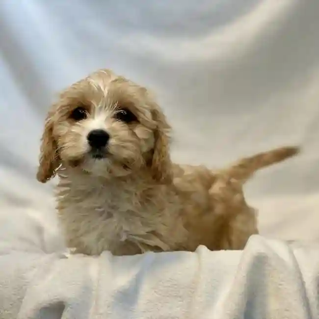 Female Cavachon Puppy for sale