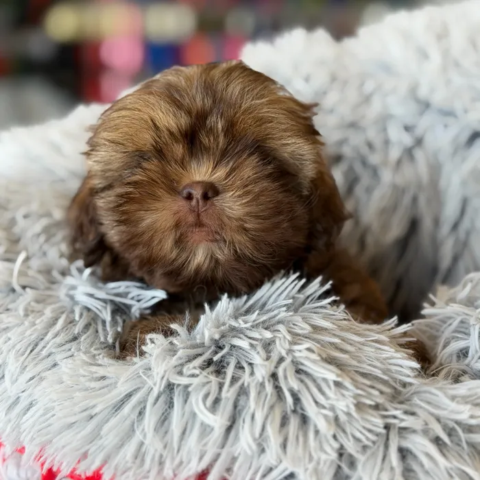 Male Shih Tzu puppy named Chewbacca for sale at Petland North Kansas.