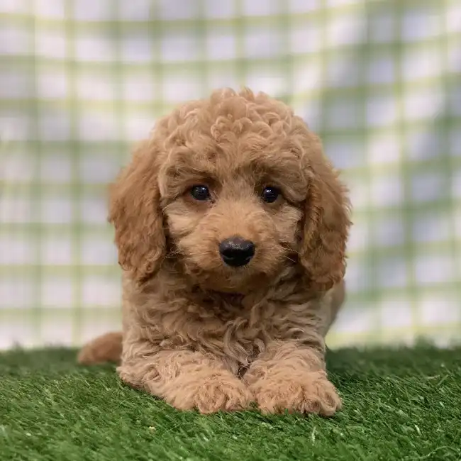 Male Mini Goldendoodle Puppy for sale