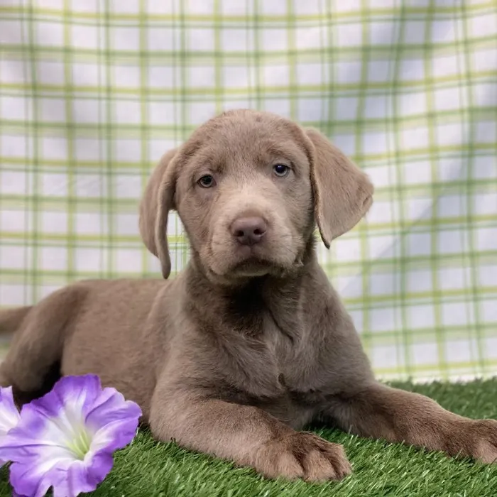 Female Labrador Retriever Puppy for sale