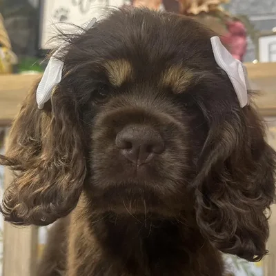 Female Cocker Spaniel Puppy for Sale in Kansas City, MO