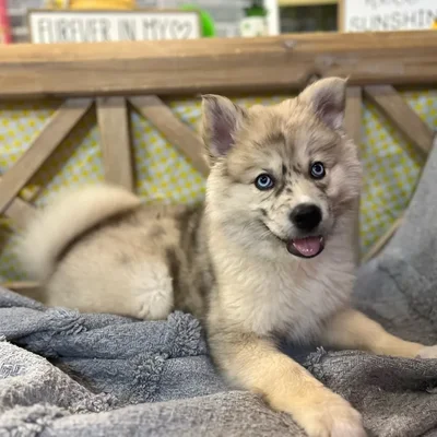 Male Pomsky puppy named Kashi for sale at Petland North Kansas.